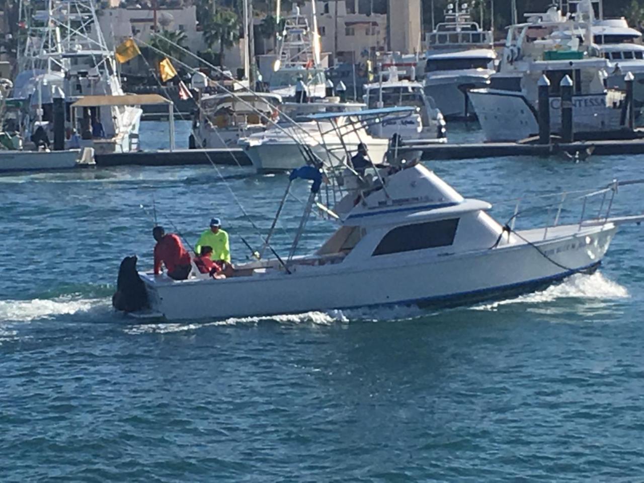 Apartament CaboWilson Cabo San Lucas Zewnętrze zdjęcie
